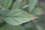 Whiteleaf mountainmint